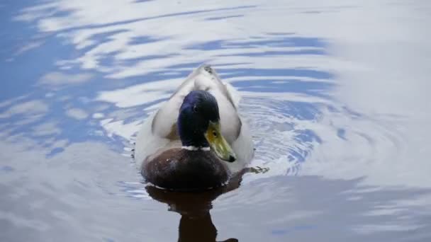 Mallard Drake Con Hermoso Plumaje Elegante Cabeza Azul Primer Plano — Vídeos de Stock