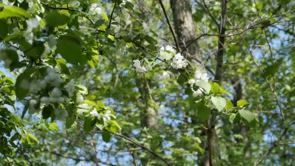 Frühling Garten Mit Blühenden Bäumen Weiße Blumen Blauer Himmel Schöne — Stockvideo