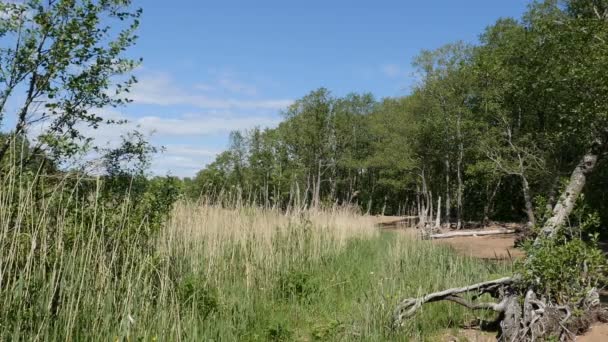 Canne Dune Sabbia Gelatinosa Alberi Caduti Paesaggio Primaverile — Video Stock