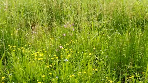 Prado Floreciente Exuberante Vegetación Hierbas Variadas — Vídeos de Stock