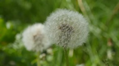 Karahindiba kabarık topları yakın plan.