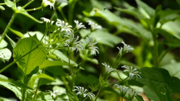 Fiori Bianchi Chickweed Close Pianta Medicinale Ama Ombra Umidità Zanzare — Video Stock