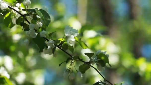 Giardino Primaverile Illuminato Dal Sole Meli Fiore Sfondo Soleggiato Primaverile — Video Stock