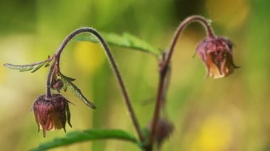 Çiçek Geum rakip bitkiler doğada çiçek açan bitkiler 
