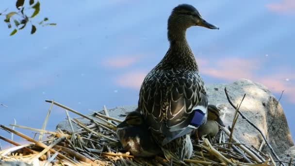 Φωλιά Πάπιας Mallard Νεοσσούς Στην Άγρια Κοντινή Απόσταση — Αρχείο Βίντεο