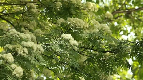 Rowan Flowering Spring Exudes Incredible Aroma — Stock Video