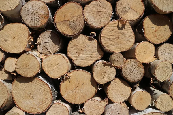 Sawn Birch Firewood Stacked — Stock Photo, Image