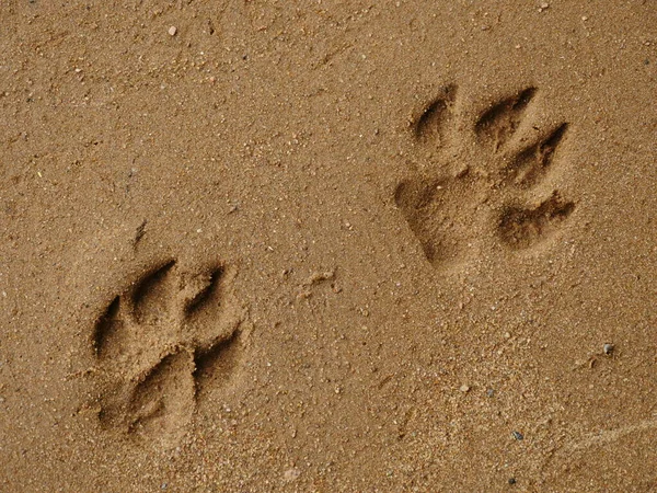 big dog footprint on wet sand close-up
