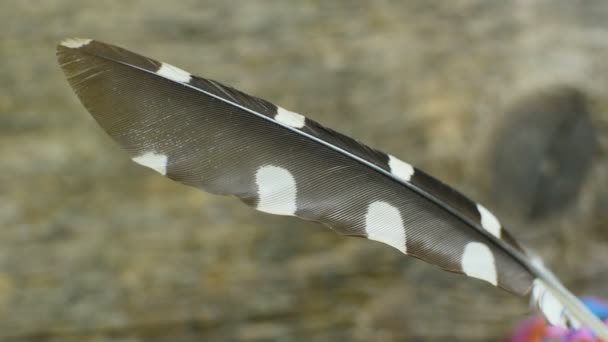 Pluma Vuelo Negra Con Manchas Blancas Gran Pájaro Carpintero Pelirrojo — Vídeos de Stock