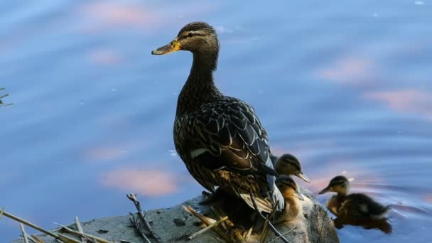 在蓝水的背景下 有一只野鸭和小鸭的风景如画 — 图库视频影像