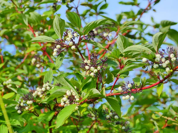 Sorbus Cashmiriana Або Кашмірський Гірський Попіл Білими Фруктами Червоних Гілках — стокове фото