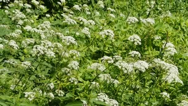 Thickets Wild Herbs Blooming Hemlock White Flowers — Stock Video