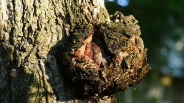 Bir ağaç gövdesinde yakın plan dairesel büyüme