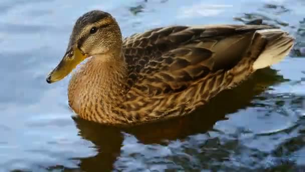 Curioso Pato Patito Finales Del Verano Primer Plano Casi Indistinguible — Vídeos de Stock