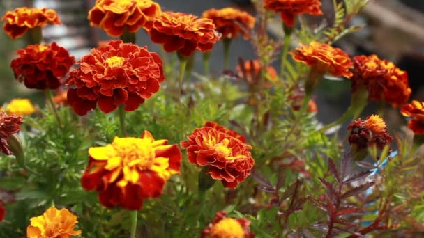 Duże Pomarańczowe Kwiaty Nagietki Lub Tagetes Patula Zbliżenie — Wideo stockowe