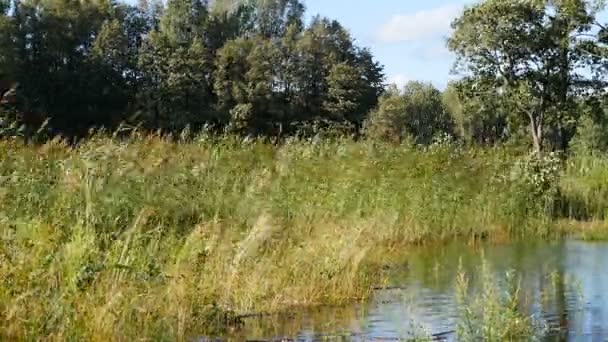 Rive Rivière Envahie Roseaux Journée Ensoleillée Paysage Été — Video