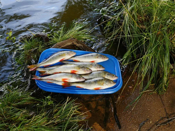 redfin perch successful fishing close-up on a tray