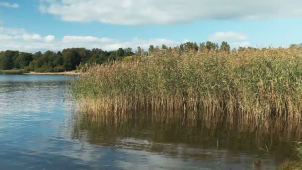 Θέα Μια Γραφική Λίμνη Κατάφυτη Sedge Καλοκαιρινό Τοπίο — Αρχείο Βίντεο