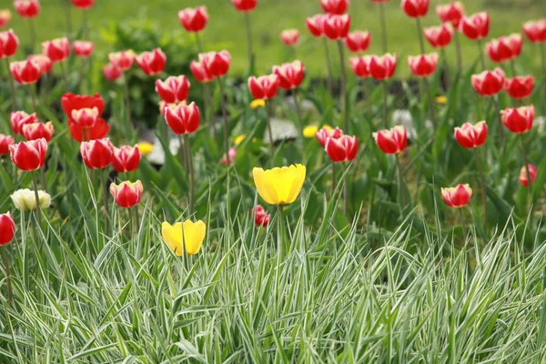 Wiele Czerwonych Tulipanów Trawa Falaris Pierwszym Planie Holenderski Krajobraz — Zdjęcie stockowe