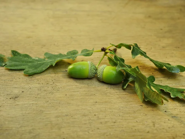 Oak Branch Green Acorns Wooden Surface Still Life — Stock Photo, Image