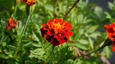 Büyük, parlak çiçekler kadife çiçekleri hareketli yakın çekim manzarası