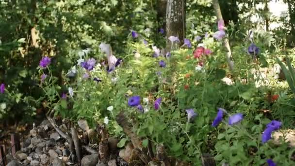 Vackra Petunia Blommor Svajar Från Vinden Liten Trädgård — Stockvideo