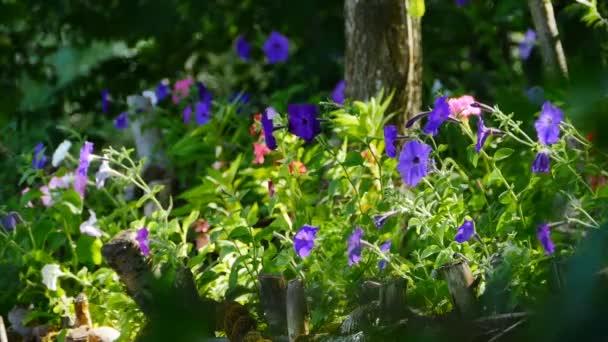Kwitnący Ogród Petunia Kwiaty Oświetlone Przez Słońce Letni Krajobraz — Wideo stockowe