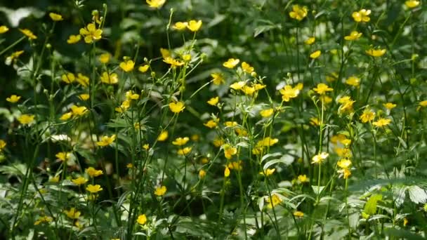 Blommande Äng Med Vilda Gula Blommor Brinnande Smörblomma Upplyst Sommarsolen — Stockvideo