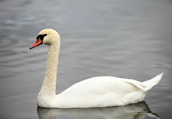 Swan screamer — Stock Photo, Image