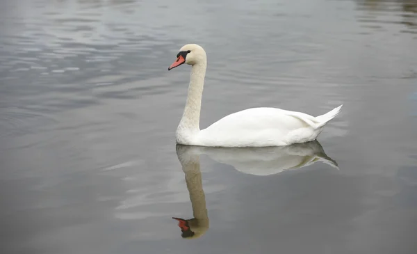 Swan mirror reflection — Stock Photo, Image