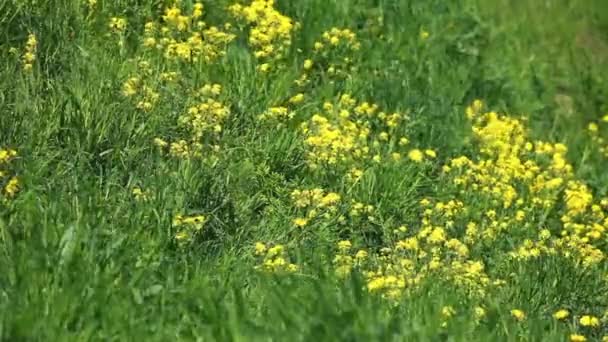 El viento cruje flores amarillas en un prado verde — Vídeo de stock