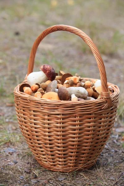 Cogumelos de cesta — Fotografia de Stock