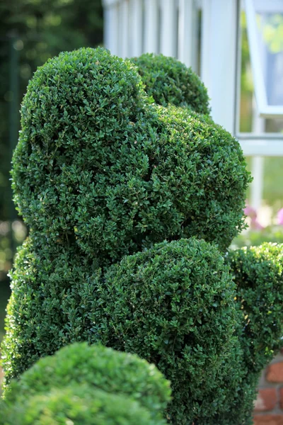 Green bear topiary — Zdjęcie stockowe