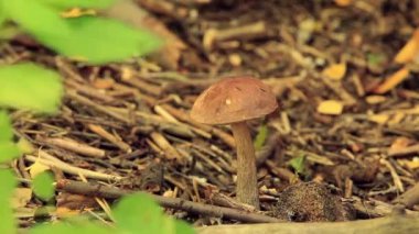 kahverengi boletus mantarı