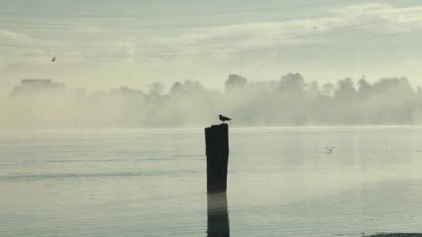 Foggy morgon på floden — Stockvideo