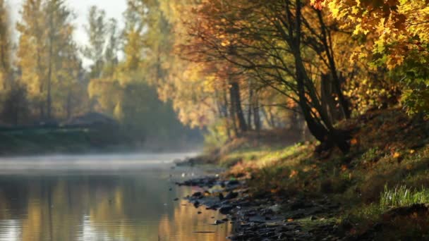 Річка рано вранці листя осінь — стокове відео