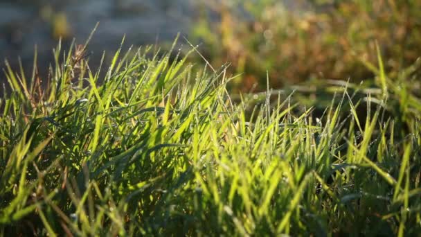 Rosée de diamant sur l'herbe dans les lumières — Video