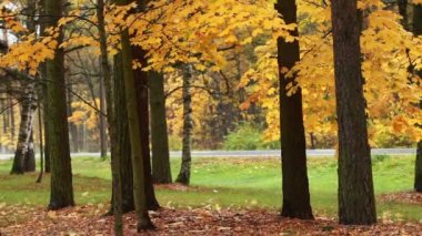 Yol hızlı hareket sonbahar