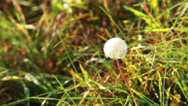 Morning dew on dandelion — Stock Video