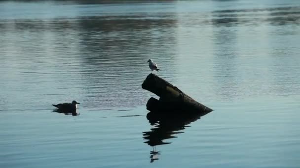 Fåglar på morgonen floden — Stockvideo