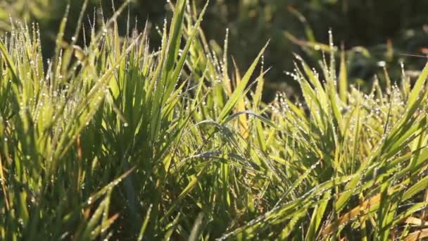 Grandes gotas de orvalho na grama verde — Vídeo de Stock