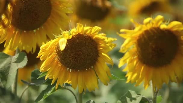 Zonnebloemen zwaaiend in de wind dicht bij — Stockvideo