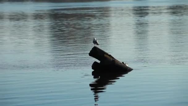 Dos gaviotas en la pila — Vídeos de Stock