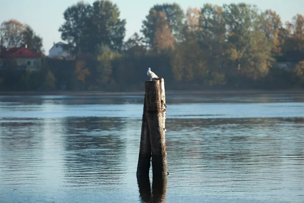 Samotny mewy w pile — Zdjęcie stockowe