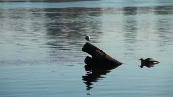 海鸥在桩 — 图库视频影像