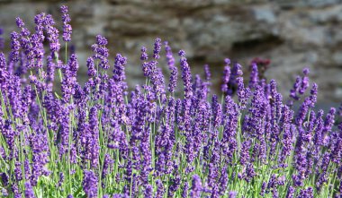 lavender flowers on mountainside clipart