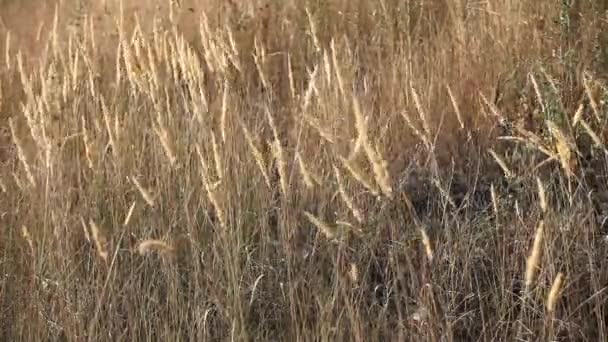 Hierba de plumas balanceándose en el viento — Vídeo de stock