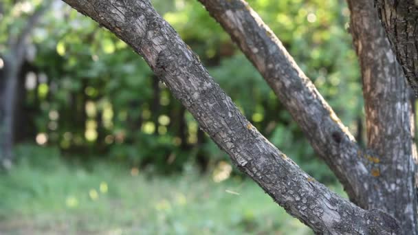 Silueta de árbol Insectos de verano — Vídeo de stock