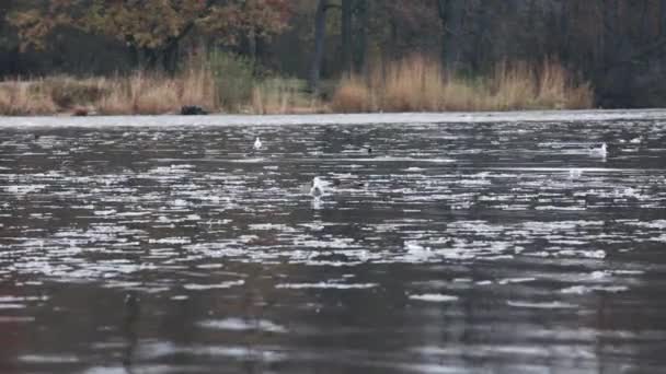 Vogels in het ijskoude water — Stockvideo