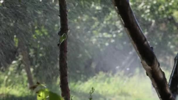 Bewässerung im trockenen Sommer — Stockvideo